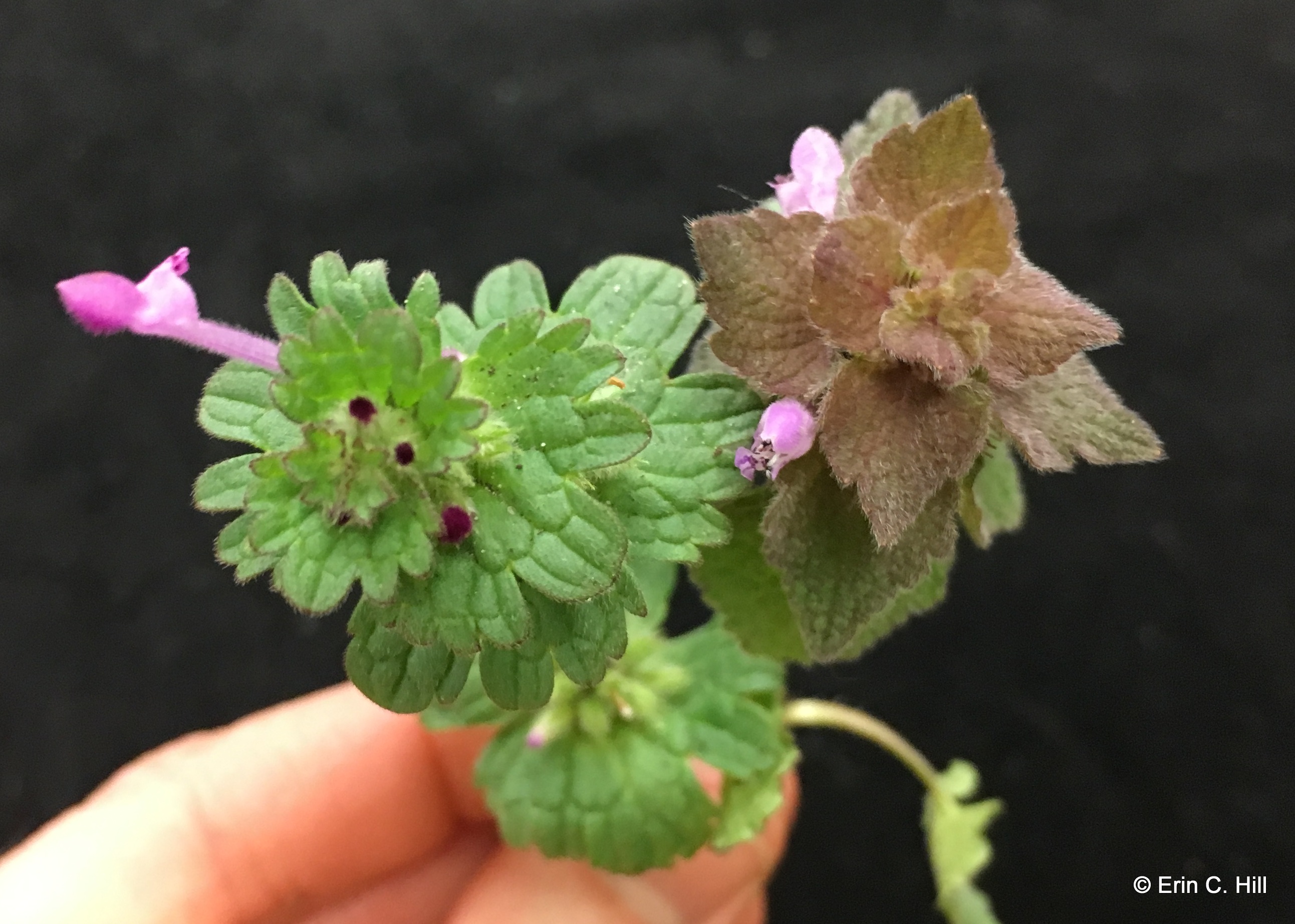 Henbit vs purple deadnettle